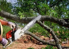 Trusted Los Ranchos De Albuquerque, NM Tree Removal and Landscaping Services Experts